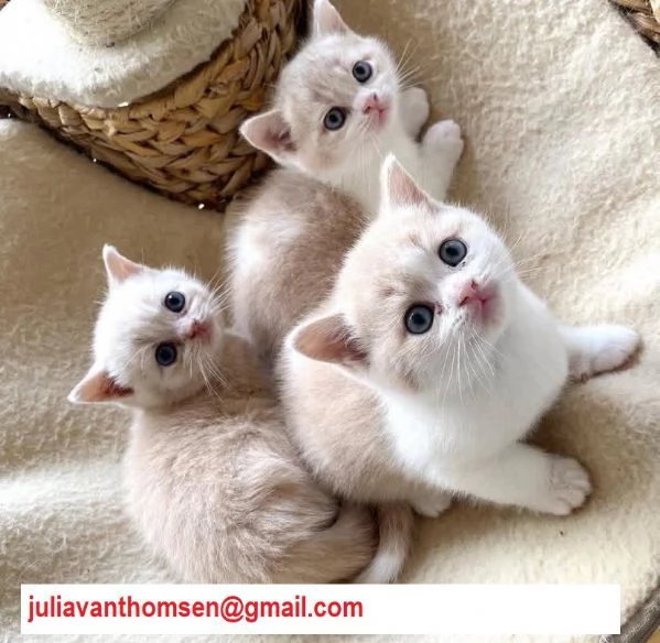 Cuccioli British shorthair