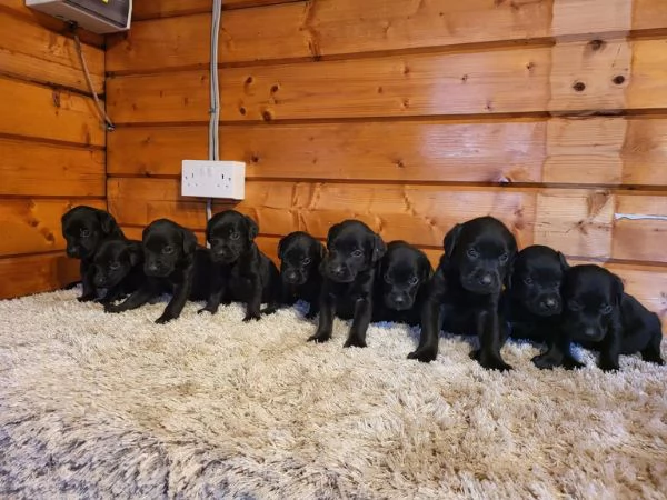 Cuccioli di Labrador