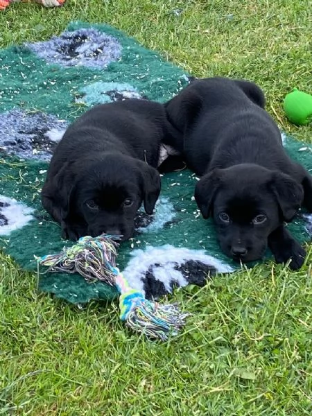 Cucciolo di Labrador Retriever