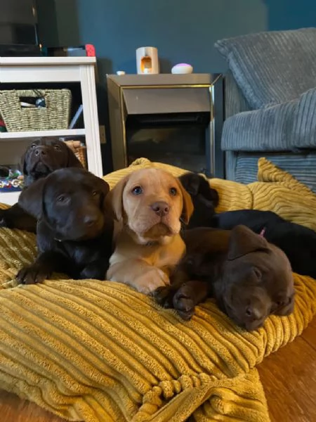 Cuccioli labrador 