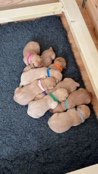 Cucciola di Labrador Retriever