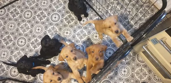 Cuccioli Labrador retriver