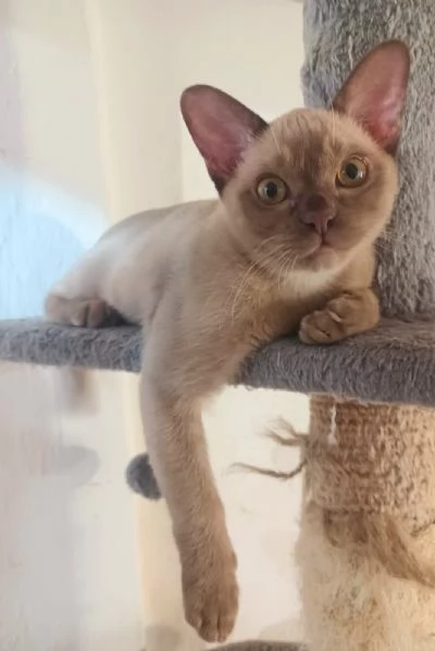 gattino Burmese color cioccolato | Foto 2