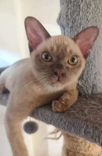 gattino Burmese color cioccolato