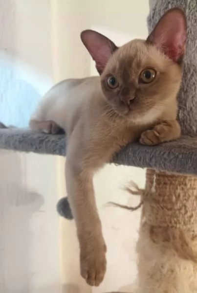 gattino Burmese color cioccolato | Foto 1