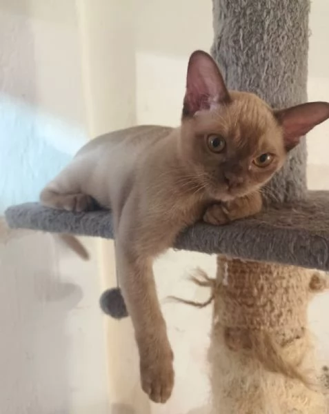 gattino Burmese color cioccolato | Foto 0