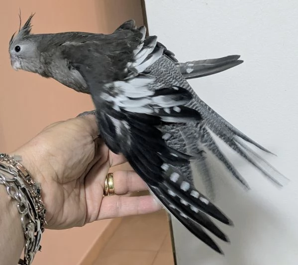 Calopsite allevate a mano | Foto 0