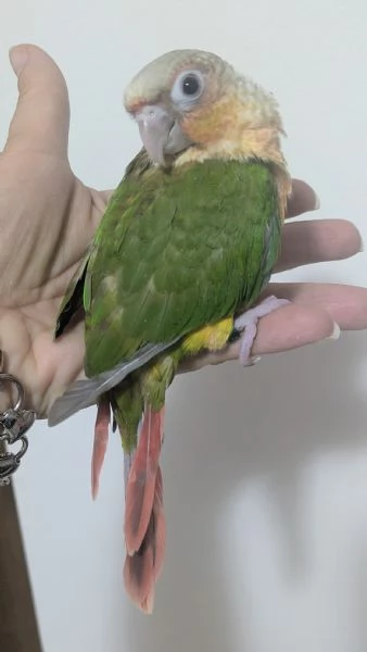 Conuro guance verdi 