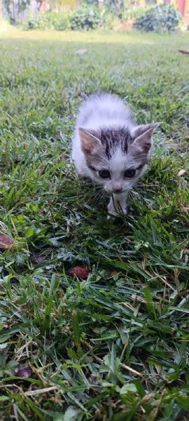 Regalo gattini pelo lungo  | Foto 3