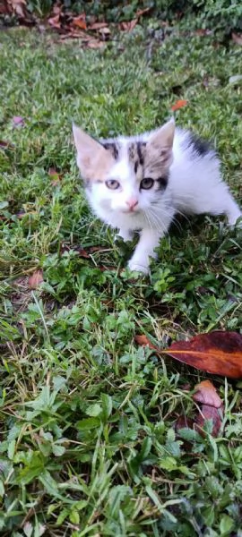 Regalo gattini pelo lungo  | Foto 2