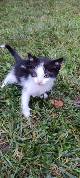 Regalo gattini pelo lungo  | Foto 1