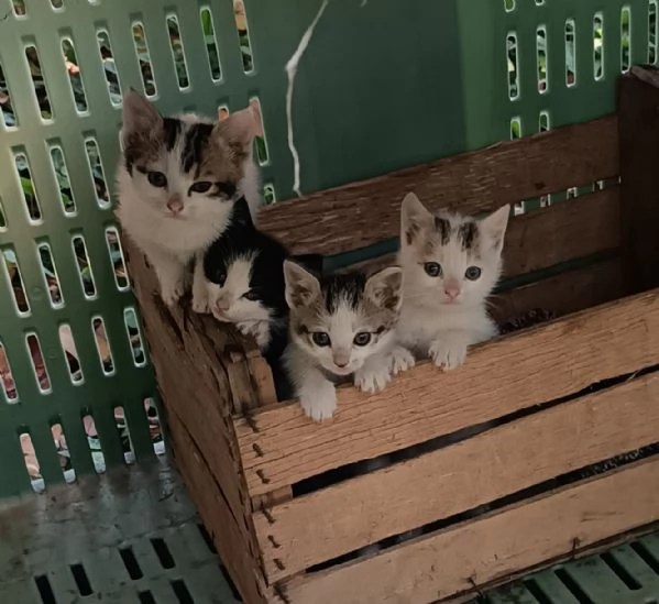 Regalo gattini pelo lungo 