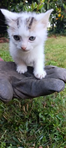 Regalo gattini pelo lungo  | Foto 0