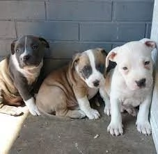 Cuccioli di Pit Bull eccellenti | Foto 0