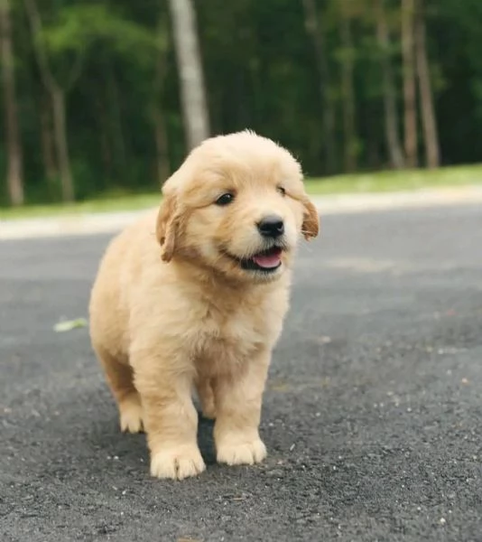 Regalo Golden retriever