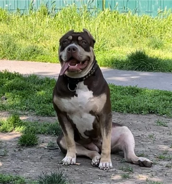 Cuccioli di American Bully XL in vendita | Foto 6