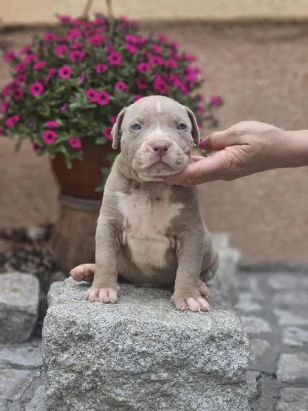 Cuccioli di American Bully XL in vendita | Foto 5