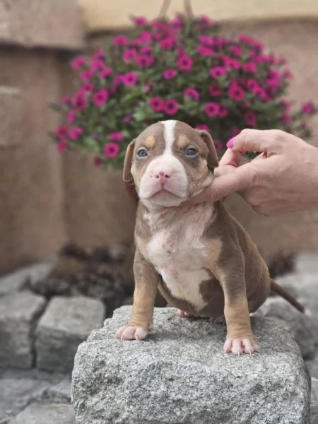 Cuccioli di American Bully XL in vendita | Foto 4