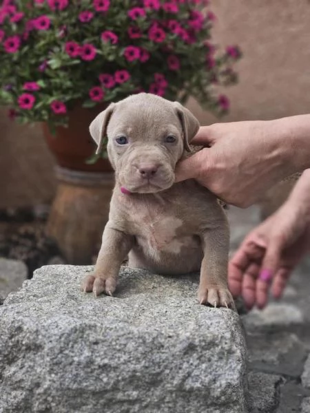 Cuccioli di American Bully XL in vendita | Foto 3