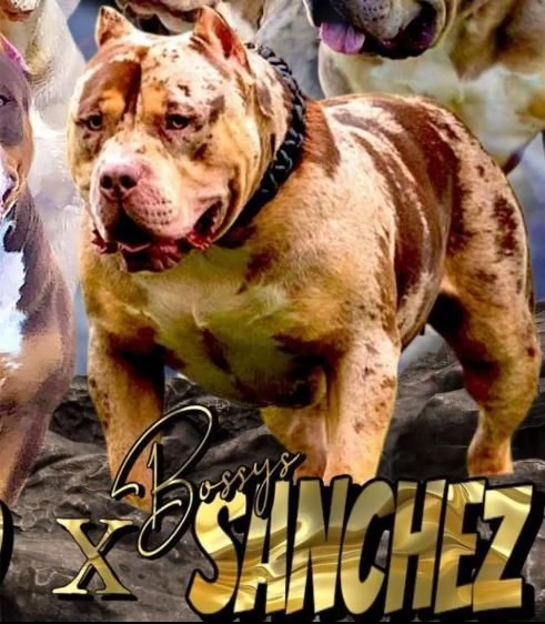 Cuccioli di American Bully XL in vendita | Foto 2