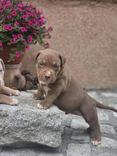 Cuccioli di American Bully XL in vendita