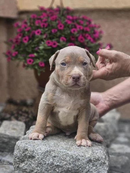 Cuccioli di American Bully XL in vendita | Foto 1