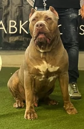 Cuccioli di American Bully XL in vendita | Foto 0