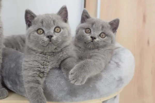 Cucciolo di British Shorthair con pedigree