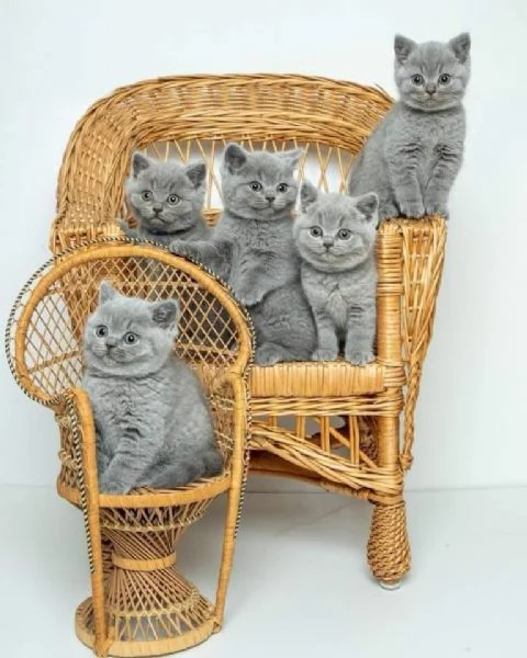 Gattini Cuccioli British Shorthair 