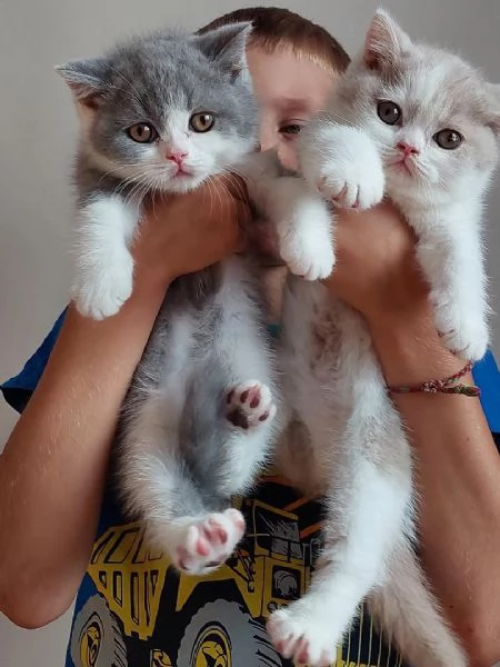 Cuccioli British Shorthair Pedgiree