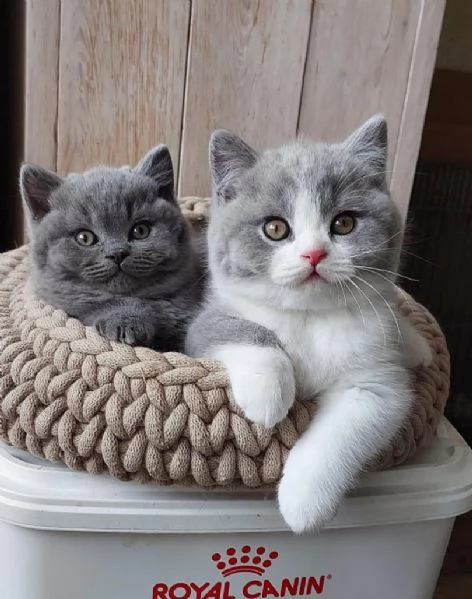 British Shorthair maschi e femmine
