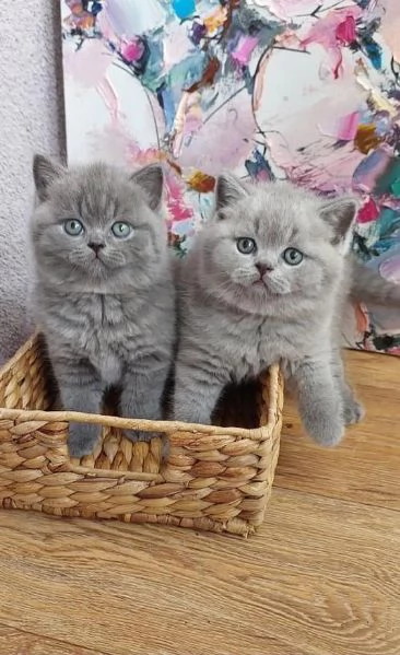 gattini puri British Shorthair
