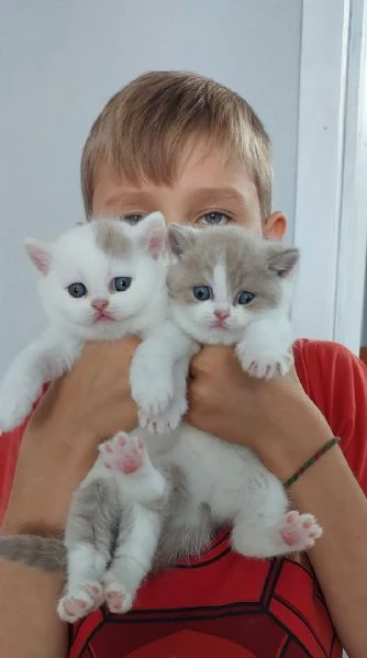 Cucciolo di British Shorthair! di alta genealogia