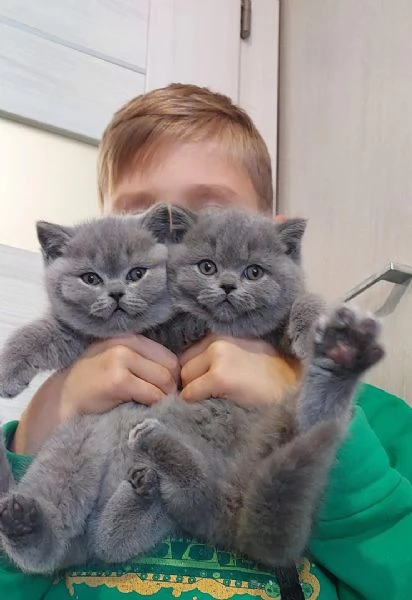 Cuccioli di British Shorthair! (PEDIGREE)
