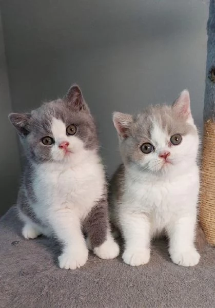 Cuccioli British Shorthair