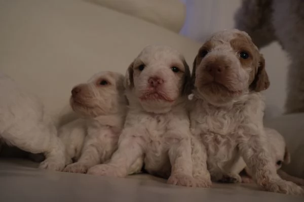 cuccioli di lagotto romagnolo | Foto 1