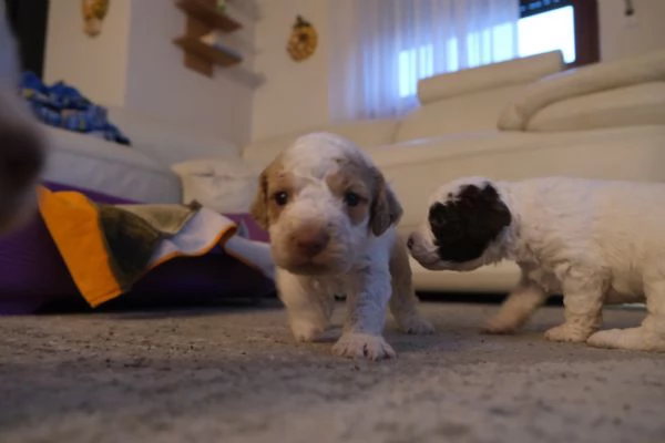 cuccioli di lagotto romagnolo | Foto 0
