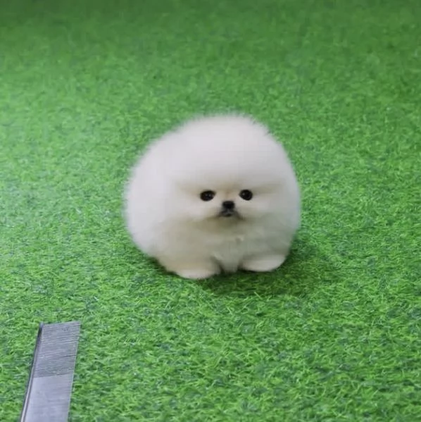 Cucciolo di Pomerania Toy maschio e femmina di razza pura