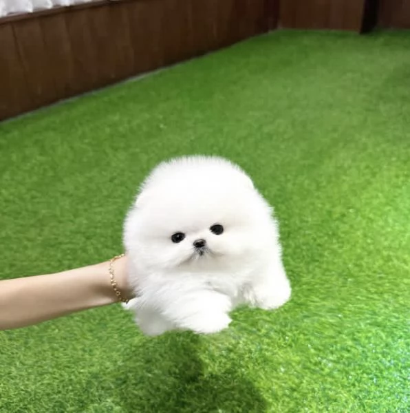 Cucciolo di Pomerania Toy maschio e femmina di razza pura | Foto 2
