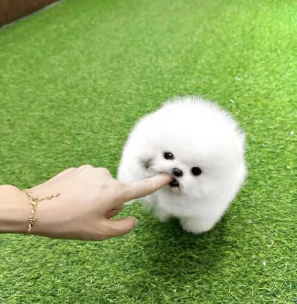 Cucciolo di Pomerania Toy maschio e femmina di razza pura | Foto 1
