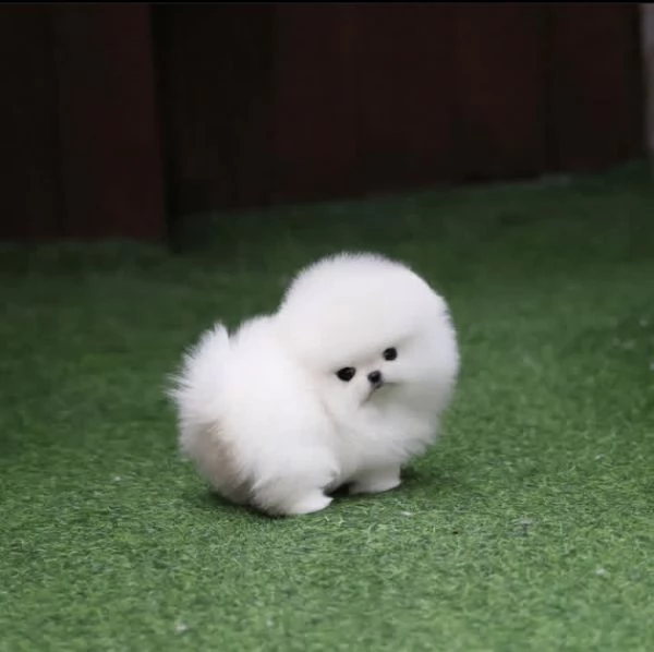 Cucciolo di Pomerania Toy maschio e femmina di razza pura | Foto 0
