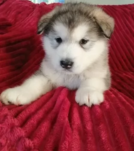 Dolcissimi Meravigliosi cuccioli Alaskan Malamute