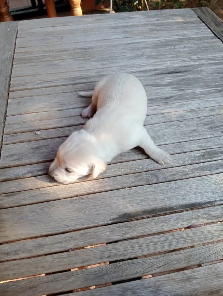 Cuccioli in regalo | Foto 4