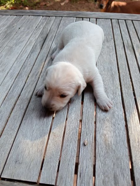 Cuccioli in regalo | Foto 3