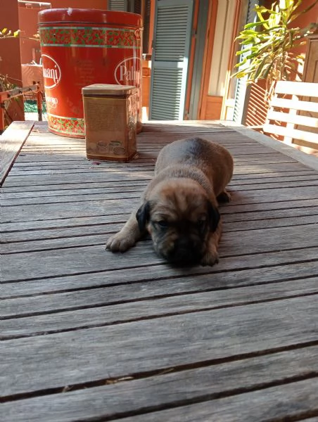 Cuccioli in regalo | Foto 1