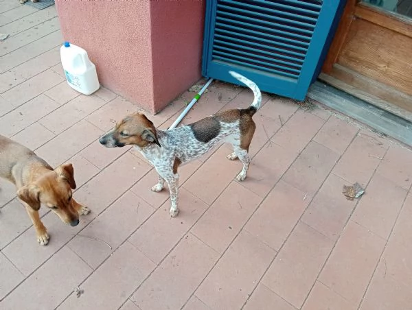 Regalo 4 cani femmine