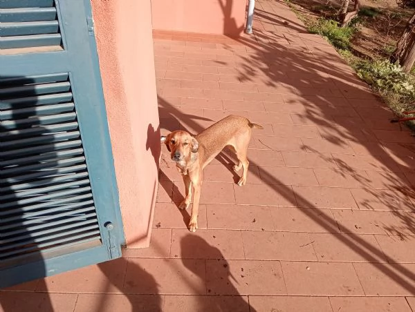 Regalo 4 cani femmine | Foto 0