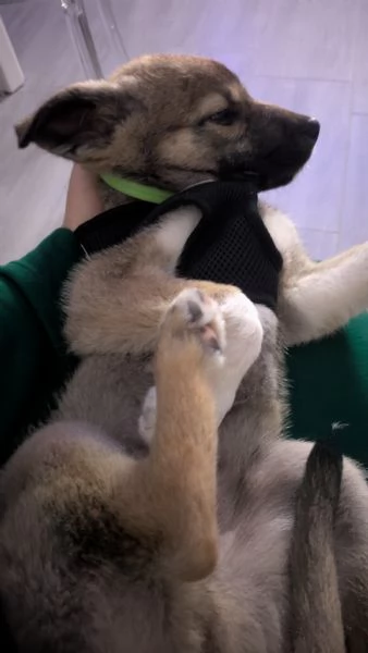 cucciolo meticcio | Foto 4