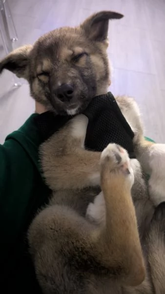 cucciolo meticcio | Foto 3