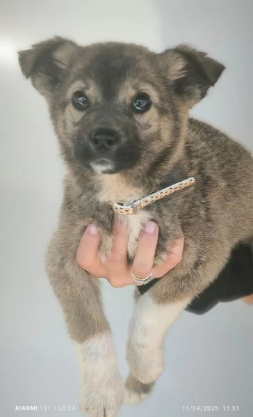 cucciolo meticcio | Foto 1